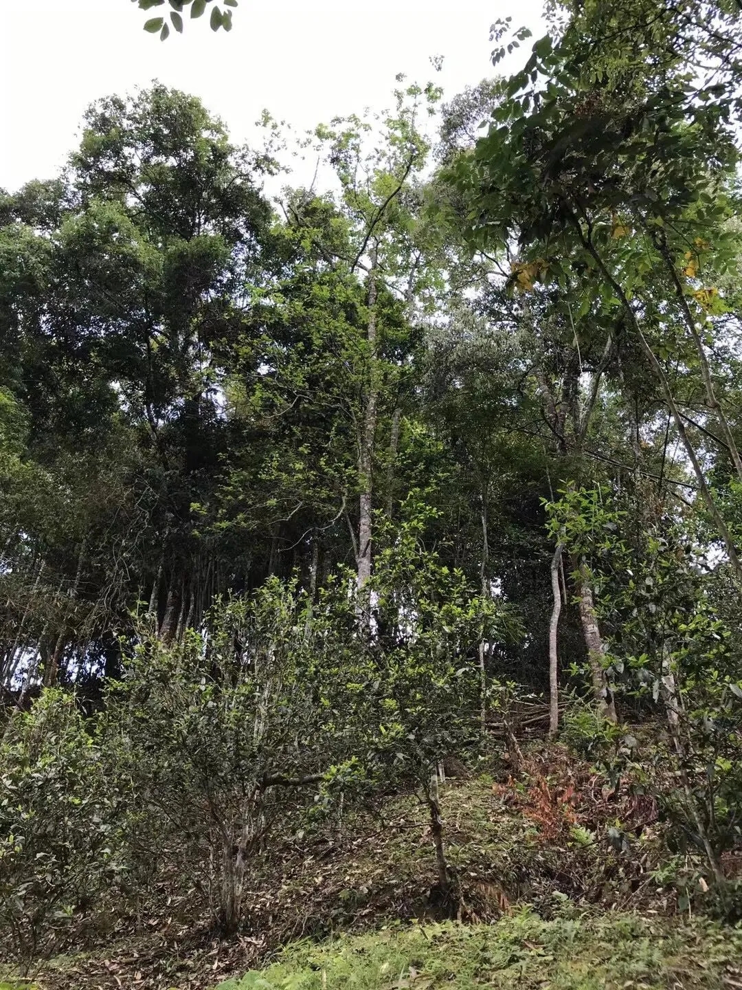 2025年易武古樹(shù)春茶口感如何？