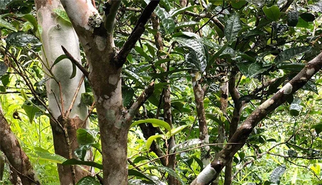 2025年易武古樹春茶品質(zhì)怎么樣？