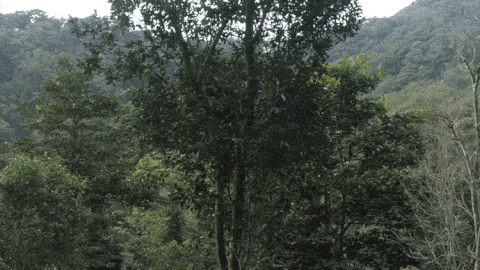 2025年易武古樹春茶價格是多少？