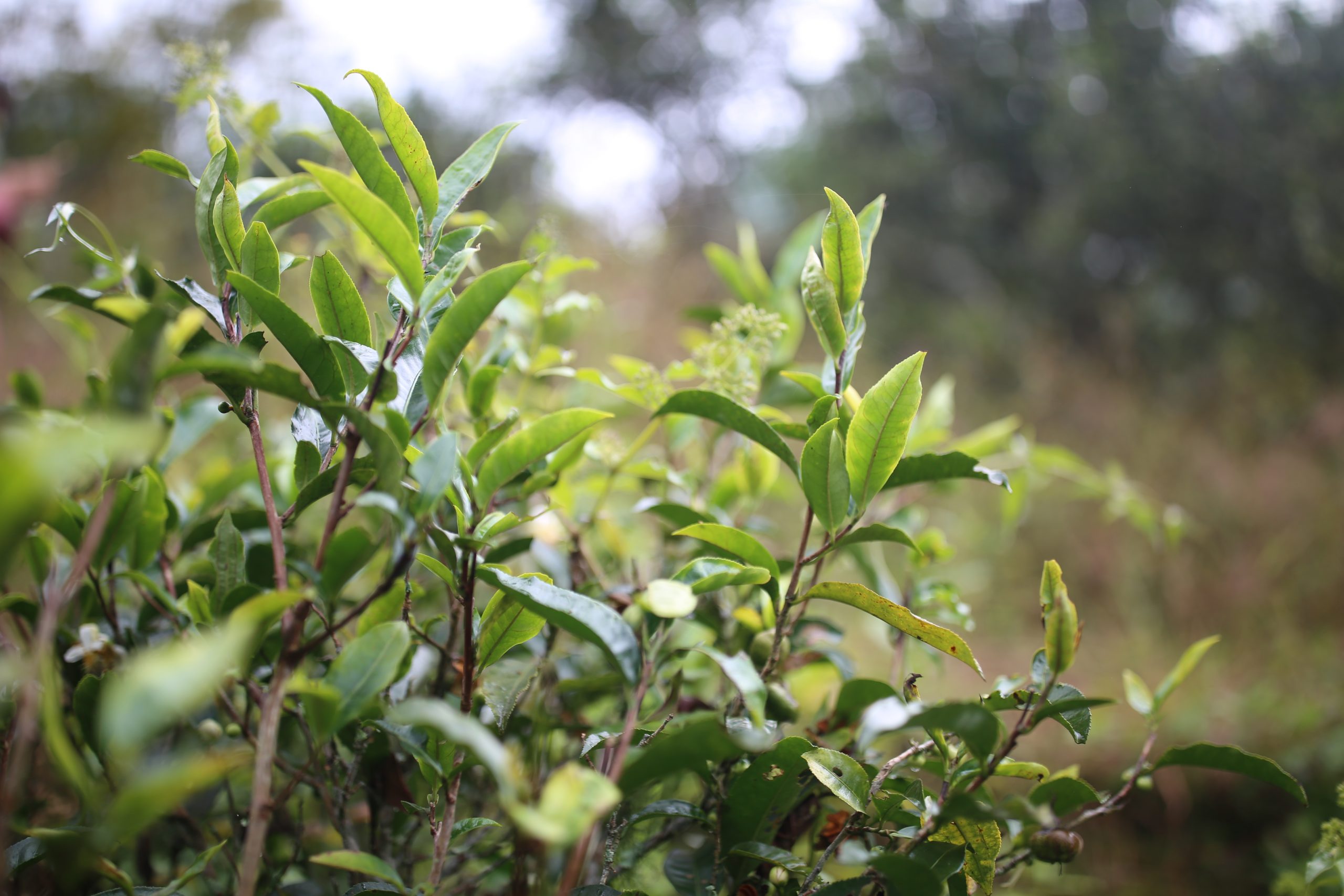 2025年蠻磚古樹(shù)春茶多少錢(qián)一公斤？