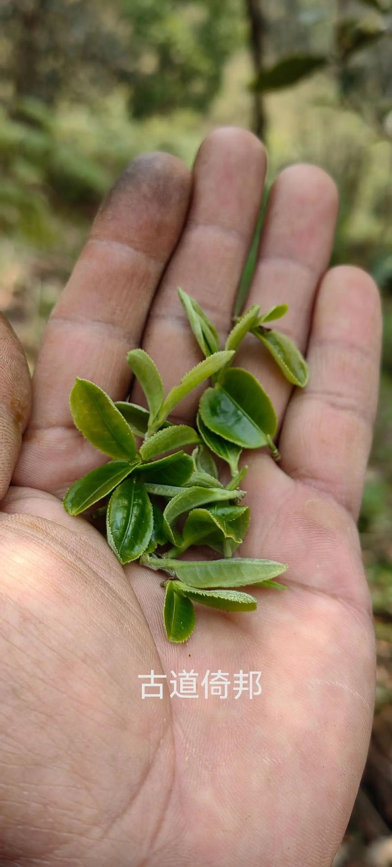倚邦好茶之——貓耳朵
