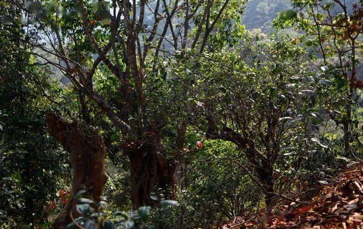 先有莽枝牛滾塘，之后才有普洱府