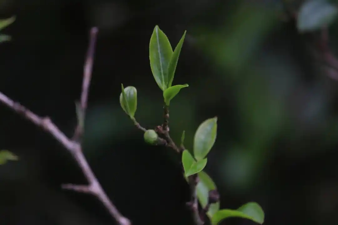 為什么說莽枝是古六山中性價(jià)比最高的?